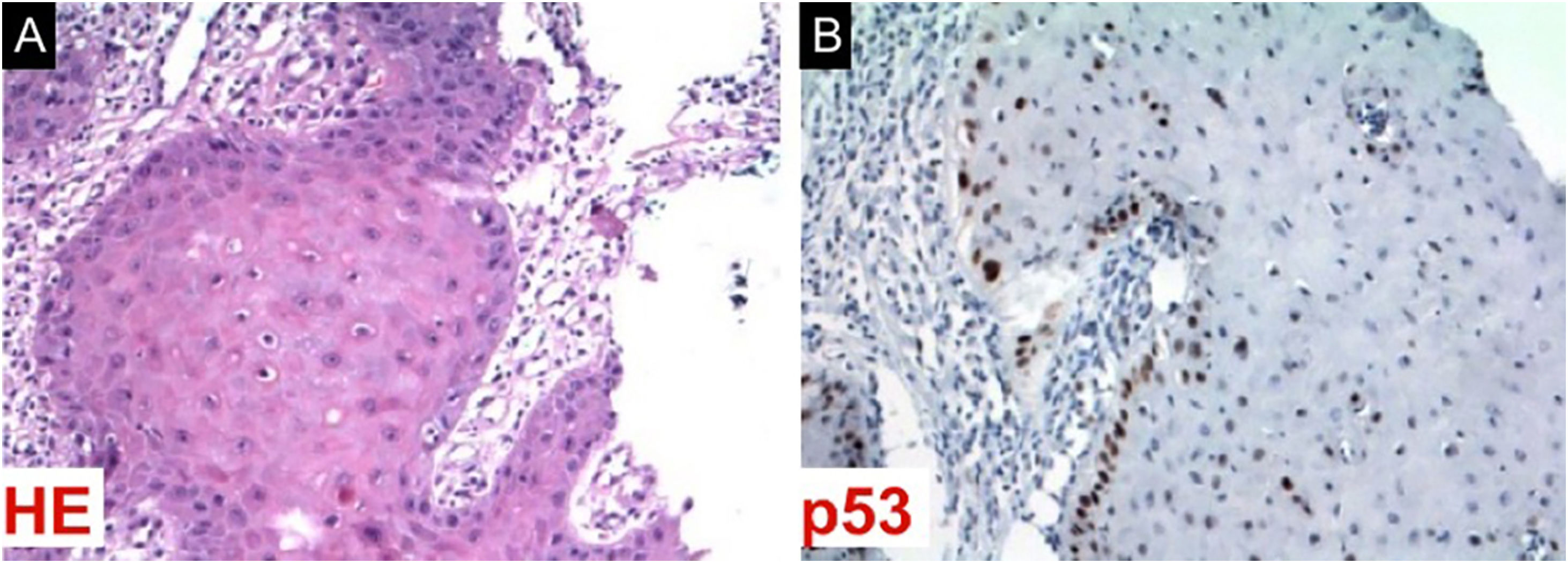 fig0015