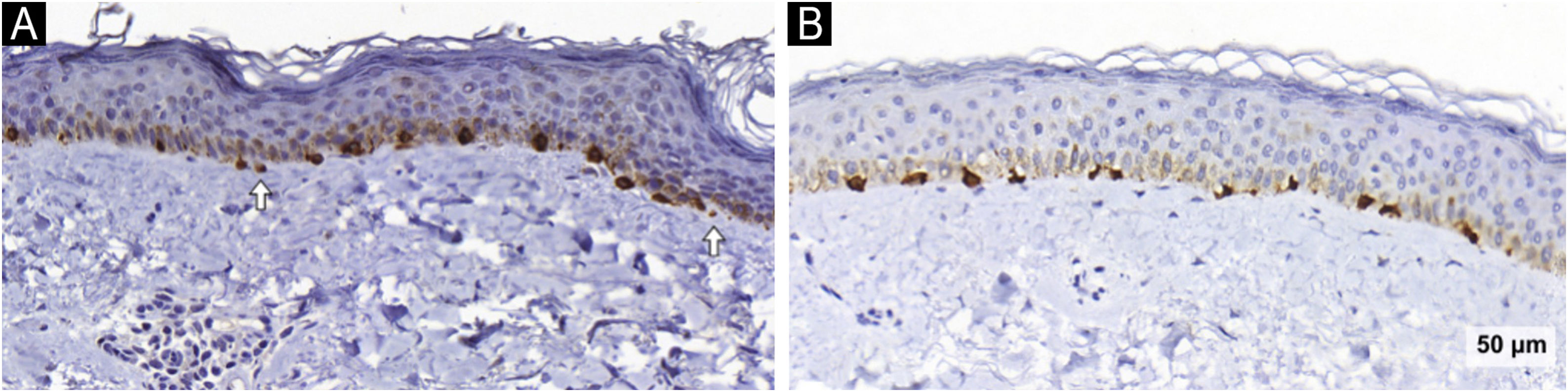 fig0020