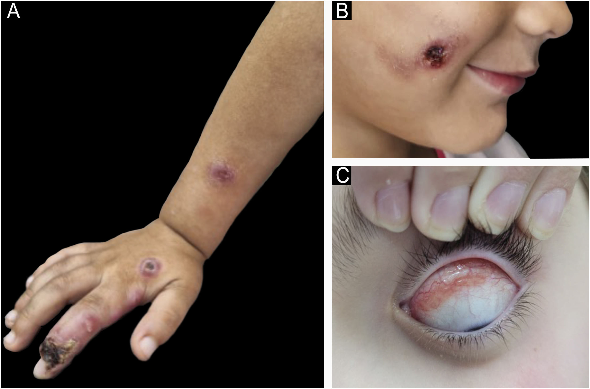 fig0005