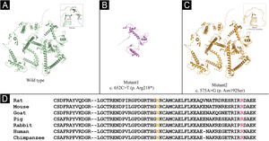 Structural modeling and evolutionary conservation of SPINK5 variants. (A) Wild-type LEKTI protein structure with intact loop conformation (inset). (B) The p.Arg218* truncation mutation results in loss of the C-terminal domain, suggesting complete or severe loss of protein function. (C) The p.Asn192Ser missense mutation disrupts local hydrogen bonds in a loop region (red dashed lines in inset), potentially compromising structural stability. (D) Cross-species sequence alignment shows high conservation of Arg218 and Asn192, indicating their critical roles in maintaining LEKTI structure and function.