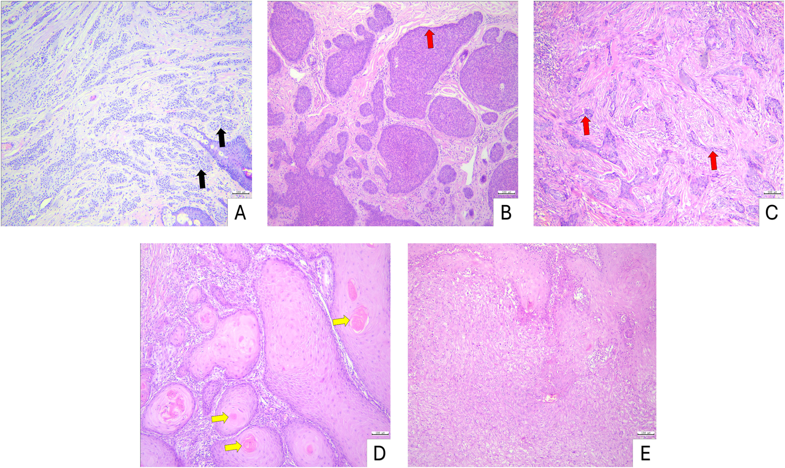 fig0005
