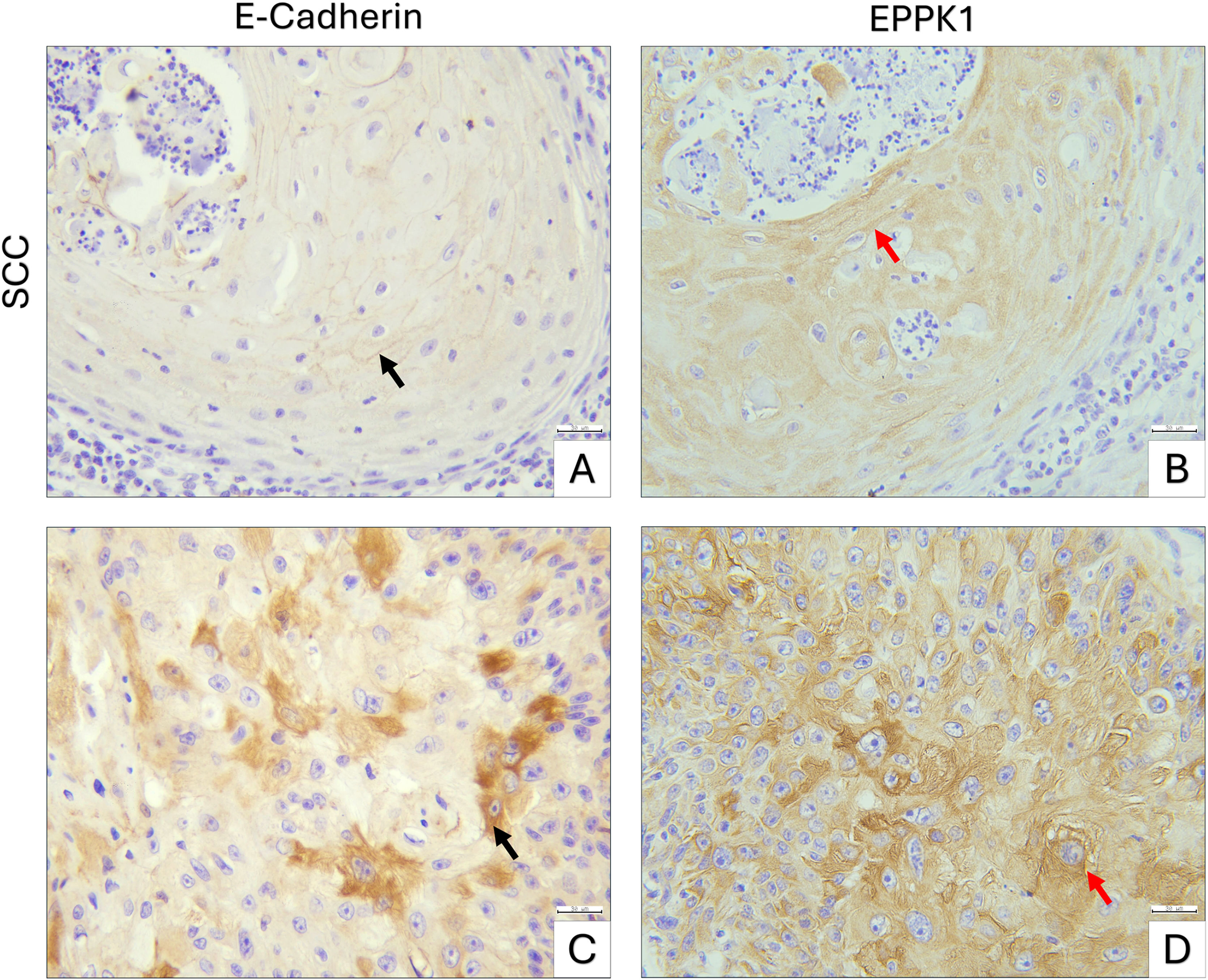 fig0020