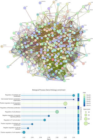 GO functional analysis of overlapped proteins from the intersection of plakin family proteins and squamous cell carcinoma associated networks. Plakin family proteins (EPPK1, DSP, EVPL, PPL, PLEC, BPAG1, and MACF1) were intersected with SCC-associated networks, and the shared proteins were subjected to KEGG pathway enrichment analysis. The box plot displays the ten most significantly enriched biological processes (FDR < 0.05). The color gradient from dark blue to pale green indicates decreasing FDR values, while the size of each box reflects the number of genes contributing to the enrichment, representing the weight of that pathway within the intersected dataset. EPPK1, Epiplakin; DSP, Desmoplakin; EVPL, Envoplakin; PPL, Periplakin; PLEC, Plectin; BPAG1, Bullous Pemphigoid Antigen-1; MACF1, Microtubule Actin Crosslinking Factor-1.