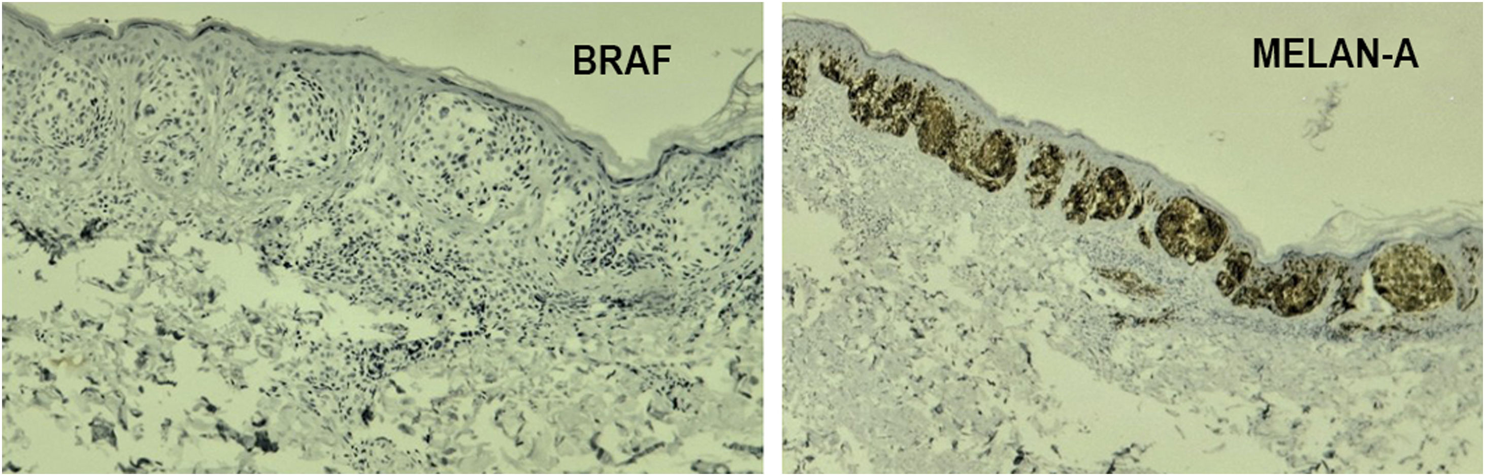 fig0020
