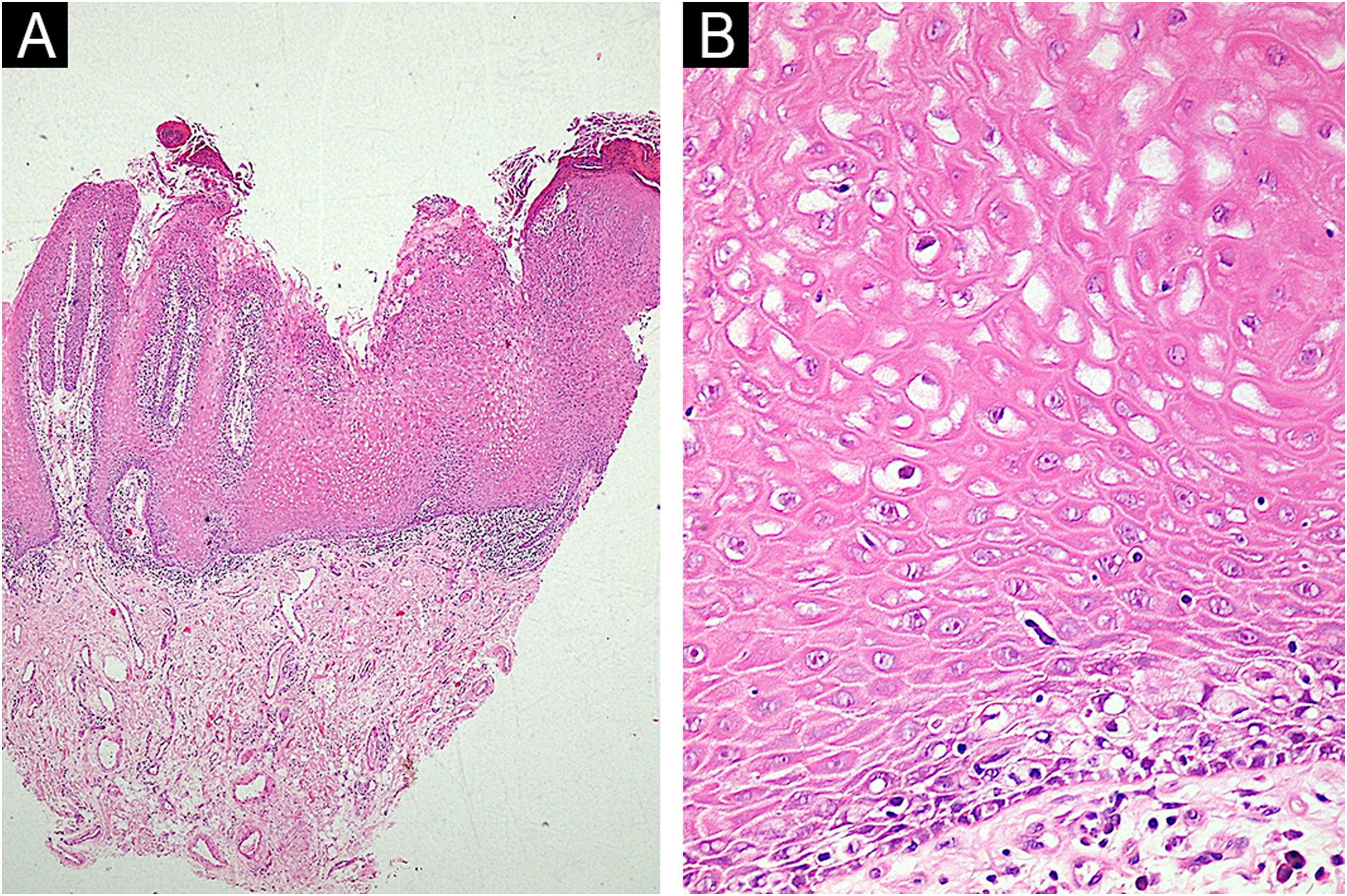 fig0015