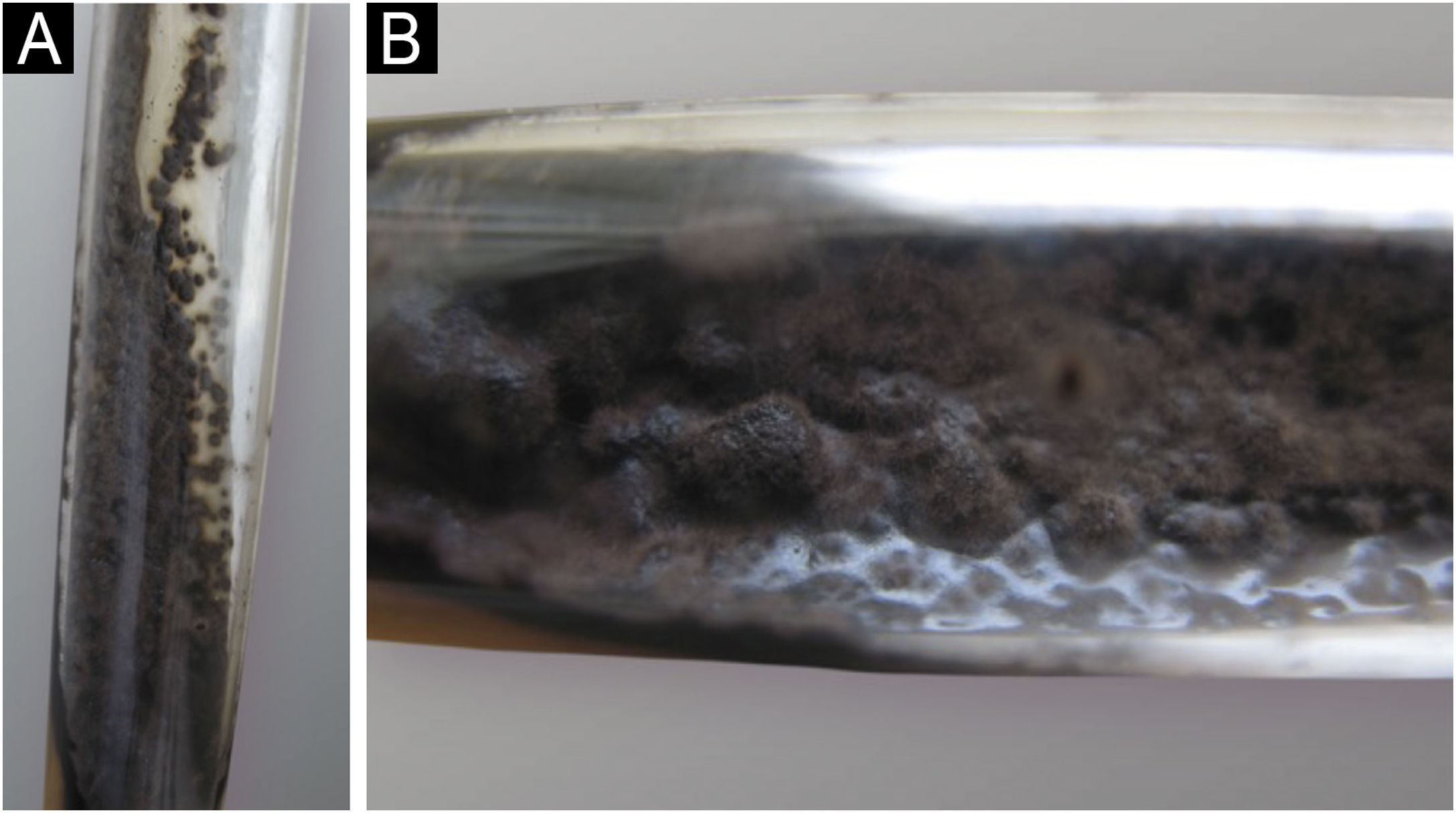 fig0015