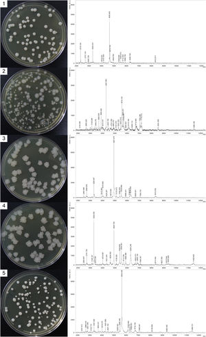 Phenotypic and molecular characteristics of nontuberculous mycobacteria (NTM) clinical isolates. The left panel (1–5) displays the macromorphological characteristics of colonies on 7H10 agar, while the right panel presents the corresponding MALDI-TOF MS spectra of the isolates, identified as M. fortuitum (1, 3, and 4), M. chelonae (2), and M. abscessus (5). All species were successfully recovered from skin biopsy samples using the proposed optimized 0.1% CPC protocol.