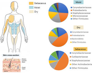 Biogeographical distribution of skin microbial communities. (Left) Mapping of sebaceous, moist, and dry anatomical niches. (Right) Pie charts showing the characteristic bacterial composition at the family and phylum levels for each environment. Note: Although bacterial families dominate the biomass, these niches also contain a diverse mycobiome (mainly Malassezia) and microeukaryotes such as Demodex mites, which are part of the broader ecological network . Created in https://BioRender.com.