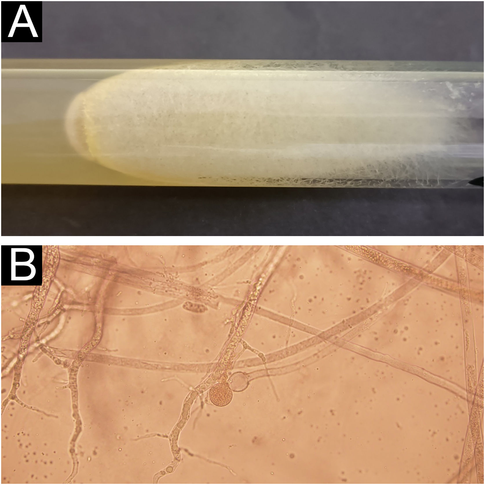 fig0015