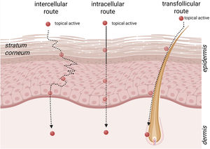 Schematic representation of the topical delivery pathways across human skin: the intercellular route (through the lipid matrix), the transcellular route (or intracellular ‒ across corneocytes), and the transappendageal route (follicular and eccrine sweat glands). Hair follicles act both as preferential entry points and as reservoirs that facilitate early penetration. Key determinants of permeation include molecular size, polarity, and the contribution of appendageal shunts.