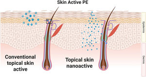 Illustration comparing the area of coverage, precision, and uniformity of distribution of a conventional topical active versus a nano-enabled active. The nanoformulation achieves improved permeation across the stratum corneum and enhanced appendageal delivery, particularly through hair follicles and the pilosebaceous unit, resulting in greater early deposition and more homogeneous distribution within the skin.