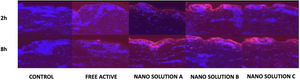 Skin permeation of nanoencapsulated solutions of retinyl palmitate, ascorbic acid, and bakuchiol (NS01–NS03) versus non-encapsulated actives in a Franz diffusion cell (confocal microscopy at 2 h and 8 h). Red indicates active ingredients. Unpublished data on file; study performed by Bettech, Rio Grande do Sul, Brazil. The Franz diffusion data shown are derived from previously published experimental studies and are presented for illustrative purposes.