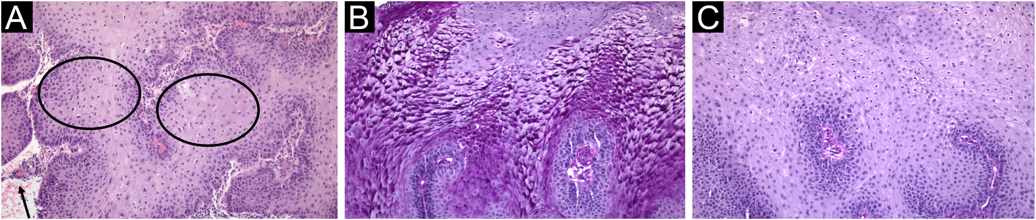 fig0015