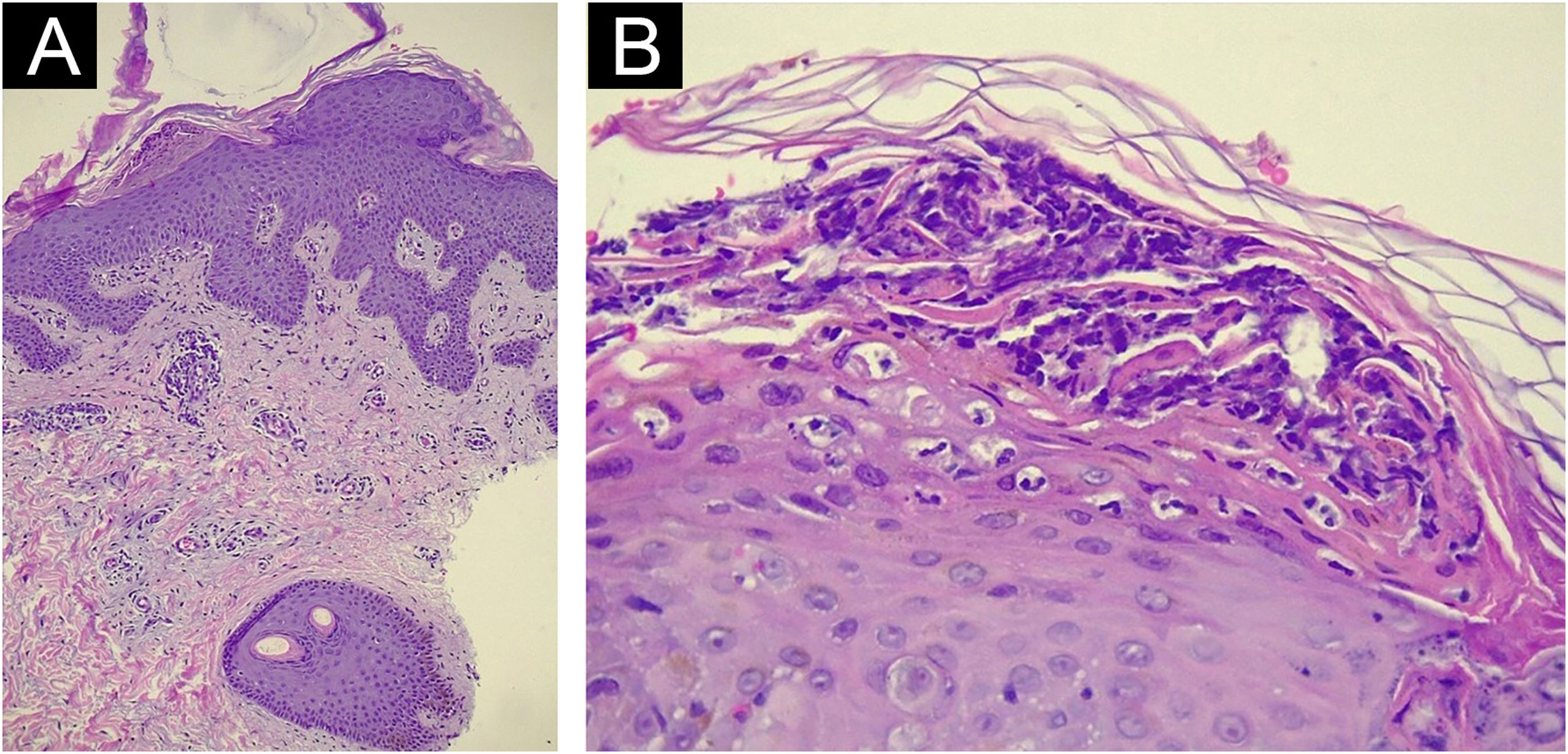 fig0020