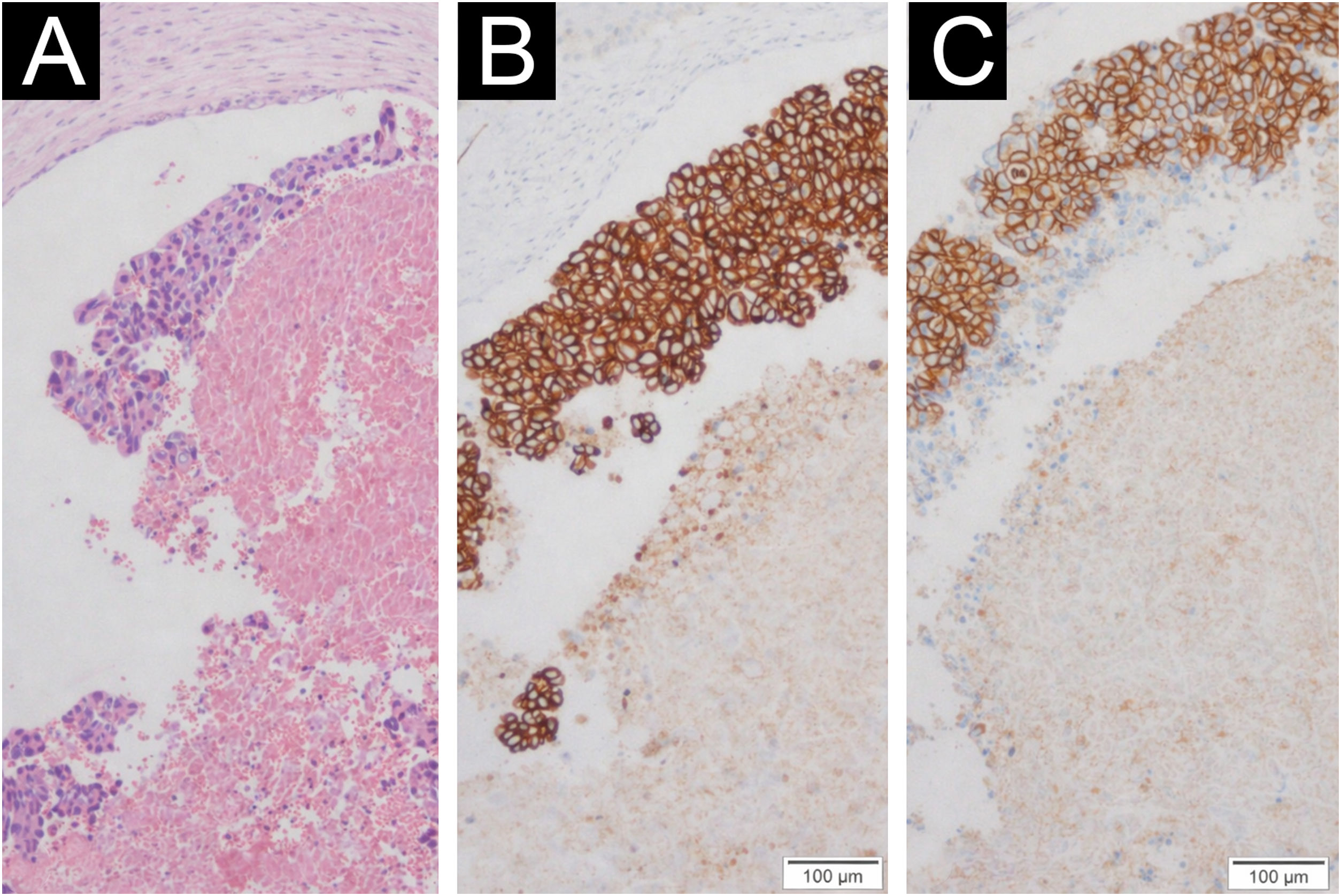 fig0015
