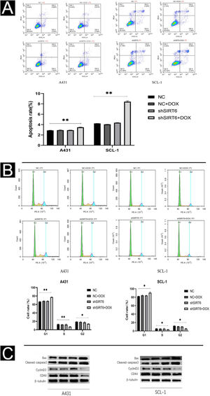 SIRT6 knockdown can increase apoptosis and cell cycle arrest in G0/G1 phase of CSCC cells. (A–B) Flow cytomatics analysis showed the apoptosis rate and cell cycle distribution of A431 and SCL-1 cells transfected with shSIRT6 + DOX and NC, NC + DOX and shSIRT6 in the control group. The apoptotic rate was measured by flow cytometry. The upper right quadrant represented late apoptotic cells, and the lower right quadrant represented early apoptotic cells. The apoptotic rate = late apoptotic ratio + early apoptotic ratio. (C) Western blots showed apoptosis-related proteins (Bax, Cleaved-caspase3) and cyclins (cyclinD1 and CDK4) in A431 and SCL-1 cells transfected with shSIRT6 + DOX and control NC, NC + DOX, shSIRT6 Flat, *p < 0.05, **p < 0.01.