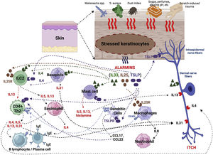 Production of alarmins resulting from stressors on keratinocytes and subsequent events in innate and adaptive immunity.