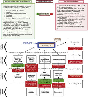 Representation of the differentiation process of keratinocytes in the epidermis, from the basal layer to the corneocyte, with epidermal barrier dysfunction due to the action of gene mutations with loss of function (LOF) and protein suppression due to the action of atopic inflammation cytokines. During this differentiation process, the lipid envelope, the filaggrin/keratin network, and the cornified envelope are formed, with the desmosomes differentiating into corneodesmosomes. Together these components form a compact barrier preventing the permeation of harmful substances or pathogens into the epidermis, as well as irradiation and irritants. Additionally, this barrier prevents transepidermal water loss (TEWL) and loss of associated solutes. The “bricks and mortar” model that occurs in the architecture of the corneal layer is comprised of the protein-lipid envelope that surrounds the corneocyte (proteins made up of loricrin, involucrin, small proteins rich in proline and filaggrin) and the lipid envelope made up of a monolayer of lipids, which function as the basis for the organization of intercellular lamellar lipids (consisting of 25% cholesterol, 10% to 15% free fatty acids, 5% of cholesterol sulfate and triacylglycerol and 45% to 50% of ceramides in the stratum corneum). These extracellular lipids are stored within lamellar bodies in keratinocytes of the upper spinous and granulosa layers, consisting of glucosylceramides, sphingomyelin and phospholipids. The “intercellular cement” is a matrix consisting of ω-hydroxyceramides, cholesterol and free fatty acids modified by enzymes from the stratum corneum, in addition to antimicrobial peptides. Free amino acids resulting from the degradation of filaggrin form the majority of the so-called “Natural moisturizing factor” (NMF) in the stratum corneum, representing an exceptional capacity to retain water and contributing to the acidic pH of this layer. Thus, the inter-corneocyte lipid-protein matrix and protein-rich corneocytes are crucial for the formation of the functional epidermal barrier. Genetic defects in genes that control the synthesis of these proteins can contribute to atopic dermatitis, as well as the suppression of the function of these genes by inflammatory cytokines, as observed in this diagram. The corneodesmosin (CDSN) gene is suppressed in atopic dermatitis, but the integrity of the corneodesmosomes can also be negatively modulated by type 2 cytokines: IL-4, IL-13, IL-31, IL-25, IL-22. IL-4 promotes filaggrin deficiency in AD. IL-33 suppresses claudin expression in keratinocytes. TSLP decreases the synthesis of antimicrobial peptides, such as human β-defensin via the JAK-STAT system and cathelicidin (LL-37), allowing greater vulnerability to eczema herpeticum and bacterial infections.