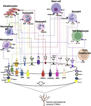 Pathways of pruritus, their mediators and receptors in atopic dermatitis. Prurigogenic agents produced by keratinocytes (substance P, SP; Acetylcholine, ACOL; endothelin-1, ET-1; and alarmins, such as thymic stromal lymphopoietin, TSLP and IL-33) bind to specific receptors in the membrane of slow conduction unmyelinated type C sensory nerves, respectively neurokinin-1 receptor, NK-1; muscarinic receptor, M3; endothelin 1 receptor, ETA (Endothelin A receptor); TSLP receptor, TSLPR; IL-33 STL2 receptor. The TSLP produced by keratinocytes under stress induces macrophages to differentiate into an M2 phenotype, which contributes to the production of interleukin 31 (IL-31). Undifferentiated macrophages produce tumor necrosis factor alpha (TNF-α), which binds to its receptor TNFR, anandamide (AEA) which binds to cannabinoid 1/2 (CB1/CB2) receptors, enkephalin, ENK, which binds to kappa (KOR) and mu (MOR) opioid receptors, in addition to producing nerve growth factor (NGF), which binds to the tropomyosin kinase A (TrkA) receptor. Eosinophils produce leukotrienes (LT), which bind to the LTR receptor, NGF and proteases that bind to the protease receptor (PAR2/PAR4). Mast cells release serotonin (5-hydroxy-tryptophan, 5-HT) activating its 5HTR receptor, histamine that binds to H1/H4 receptors, tryptase that binds to the PAR2/4 receptor, and substance P. Basophils are also a producing source of histamine and type 2 inflammation cytokines, such as IL-31, IL-4 and IL-13, which bind to their respective receptors in nerve endings, which have the JAK-STAT enzyme system as their intracellular signaling pathway. Th2 lymphocytes produce the same cytokines and Th22 lymphocytes produce IL-22, which also has its specific receptor on sensory nerve endings. All of them together work to produce acute and chronic pruritus in atopic dermatitis. The sensory neural fibers have transient potential receptors (TRP) V1 (valinoid transient potential receptor 1) and TRPA1 (ankyrin transient potential receptor 1), which are nonspecific cation channels. Once the nerve endings have been stimulated by the cytokines IL-4, IL-13, IL-22, IL-33, IL-31 and their specific receptors, the activation of TRVP1 and/or TRPA1 induces calcium influx, which eventually induces the release of action potentials via Nav1.7 and Nav1.8 or Nav1.9 sodium channels. TRPV1 and TRPA1 must be present for these pruritogens to induce pruritus or sensitize sensory nerves to other pruritogens.