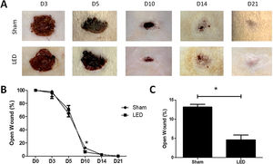 Effect of LED therapy on cutaneous healing of Wistar rats. (A) Representative clinical images the healing process of full thickness induced wounds according to experimental groups during the different analysis periods. Note that on day 10 the LED group presented a significantly smaller wound area compared to the Sham group. (B) Percentage of wound closure in different experimental times normalized to baseline wound area (day 0). (B) Main and SD of percentage of wound closure on day 10 in Sham (13.16 ± 1.50) and LED (4.62 ± 2.53) groups. Asterisks denote significant results.