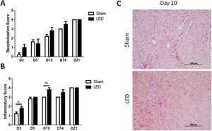 Histopathological evaluation of cutaneous healing. (A) Main (±SD) scores of reepithelization according to experimental groups during the different analysis periods. (B) Main (±SD) scores of inflammations according to experimental groups during the different analysis periods. Asterisks denote significant results. (C) Wound healing site in Sham and LED groups on day 10. Note the abundance of collagen deposition and increase in angiogenesis in LED-treated wounds. (Hematoxylin & Eosin stain, ×100).