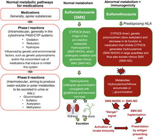 Normal metabolic pathways for drug elimination and an example of the abnormal metabolism of sulfamethoxazole (SMX) in patients with HLA predisposition and loss-of-function (LOF) alterations of metabolic enzymes such as cytochrome P450 (CYP) and/or phase II (intermolecular) reactions such as defects in the glucorinization generating excess hydroxylamine/nitrous metabolites that can produce “danger” signals to the immune system, with direct cell damage and activation of innate immunity and/or presented as haptens to antigen-presenting cells.