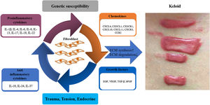 Schematic representation of key factors in keloid pathogenesis. The imbalance of proinflammatory and anti-inflammatory cytokines exists in all stages of wound healing, acting on skin fibroblasts, involving in skin tissue remodeling, and promoting the formation of keloids in severe conditions. Chemokines and growth factors also contribute to inflammatory processes, stimulating the chemotaxis of inflammatory cells that then further secrete proinflammatory cytokines, and stimulate fibroblasts, thus creating a vicious circle that poses a major challenge in treating and slowing the progression of keloid. bFGF, basic Fibroblast Growth Factor; ECM, Extracellular Matrix; EGF, Epidermal Growth Factor; IL, Interleukin; TGF-β, Transforming Growth Factor-β; VEGF, Vascular Endothelial Growth Factor.