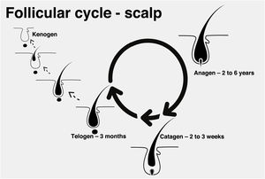 Scalp follicular cycle: anagen phase (cell proliferation), catagen (involution) and telogen (resting). After successive cycles, the kenogen phase (without hair production) may occur.