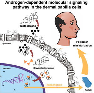 Androgen-dependent signaling pathway in the dermal papilla cells.