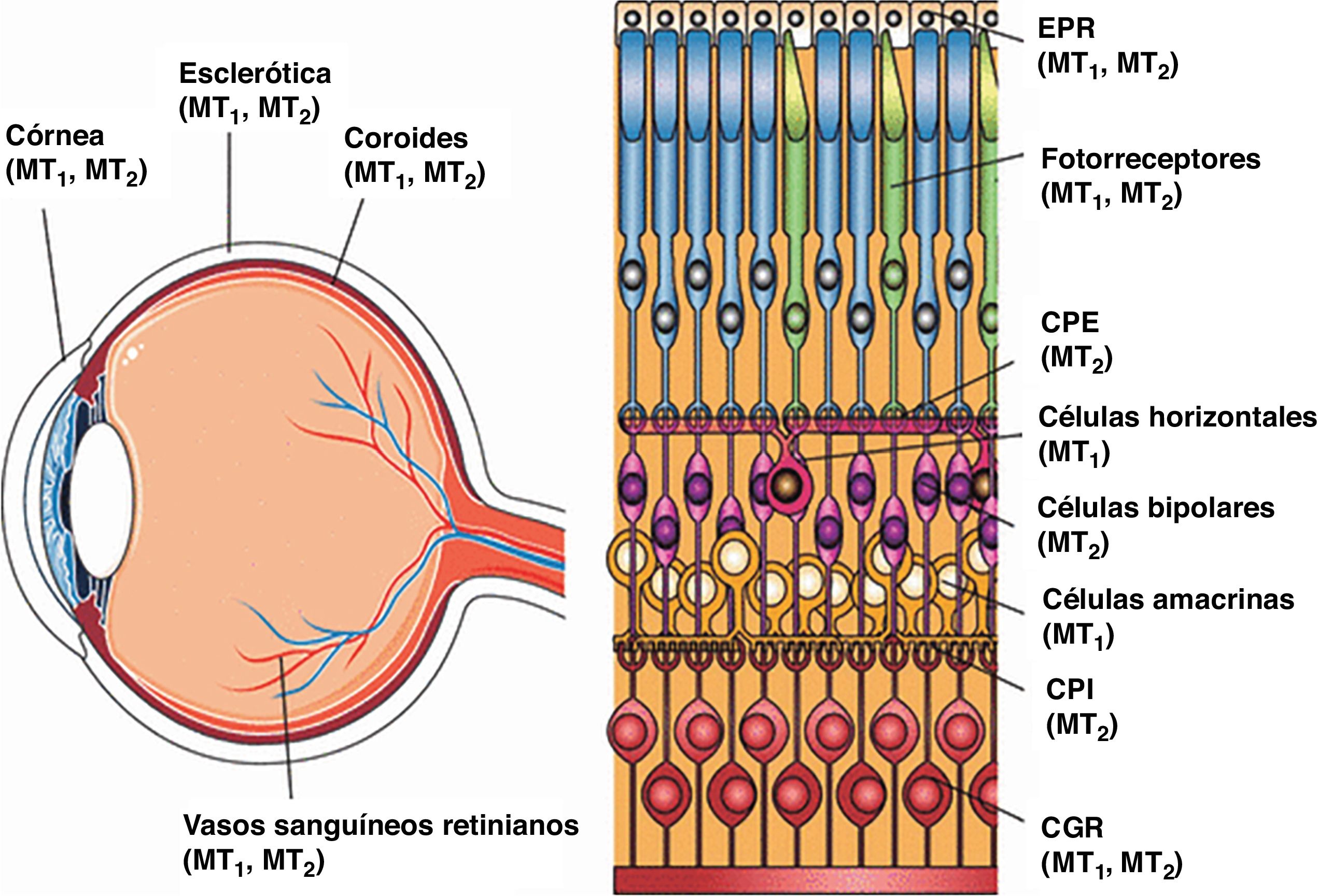 fig0005