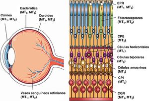 Representación esquemática de la distribución de los receptores de melatonina en los tejidos oculares47. CGR: células ganglionares de la retina; CPE: capa plexiforme externa; CPI: capa plexiforme interna; EPR: epitelio pigmentario de la retina; MT1: receptor de melatonina 1; MT2: receptor de melatonina 2.