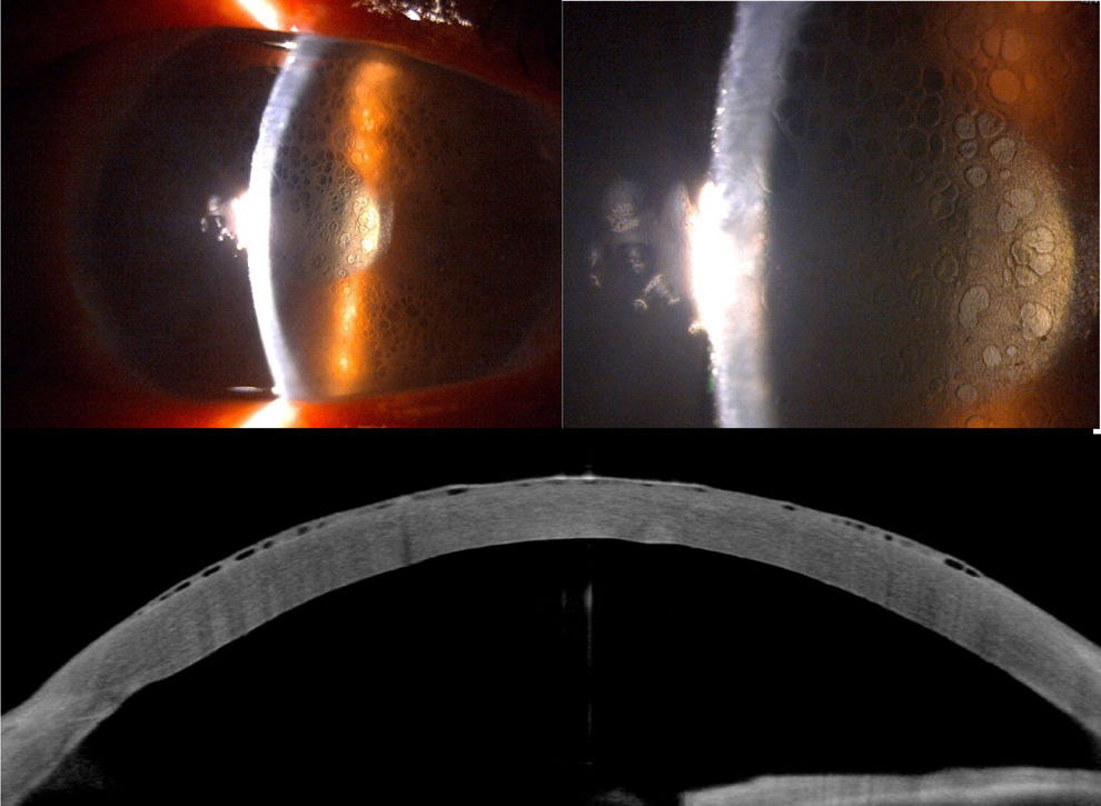 fig0005