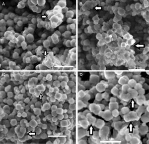 ESEM images of zeolite-Staphylococcus aureus (A), zeolite- bacillus subtilis (B), zeolite-Pseudomonas aeruginosa (C), zeolite-Escherichia coli (D).