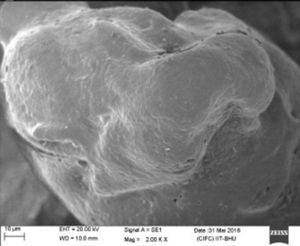 SEM micrograph of RHA calcined at 600°C.