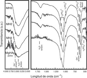 Espectros de FT-IR de los compactados de Mg-HAp preparados mediante compactación hidrotérmica en caliente a diferentes temperaturas durante 6h con 10% en peso de H2O y 60MPa. Mg-HAp: polvo de partida; MH1: 150°C; MH2: 175°C; MH3: 200°C.