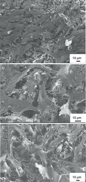 SEM images on MG-63 cells grown on titanium substrate (a) on HAp coating (b) and on mHAp coating after 2 days of culture in DMEM medium.