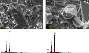 SEM micrographs and EDX elemental analyses of gypsum crystals formed after 120 days of exposure to sulfate solution in the paste specimens of (a) plain Portland cement and (b) mixture containing 20 mass% spent catalyst.