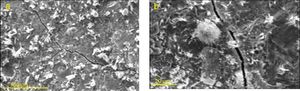 SEM micrographs of microcracks formed after 120 days of exposure to sulfate solution in the paste specimens of (a) plain Portland cement and (b) the mixture containing 20 mass% spent catalyst.