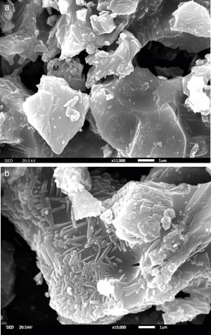 The microstructures of sample A1 and AY1 after fired at 1573K. (a) sample A1 and (b) sample AY1.