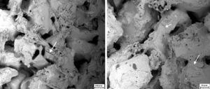 SEM photographs of top surface of sample after corrosion with steam for 96h (L) S; (R) SA.