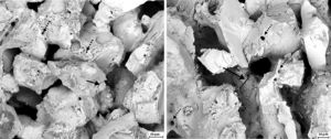 SEM photographs of top surface of sample after corrosion with fly ash and steam for 96h (L) S; (R) SA.