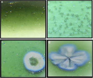 Optic microscopy images of the samples (60×): (a) G1PH1, (b) G1PH2, (c) G1SH1, and (d) G1SH2.