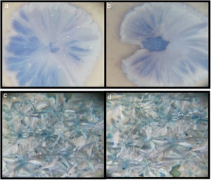 Optic microscopy images of the samples (60×): (a) G3PH1, (b) G3PH1, (c) G3SH1, and (d) G3SH2.