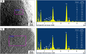SEM micrographs and EDS analysis results of (a) coarse and (b) fine wafers soaked in HBP for 28 days.