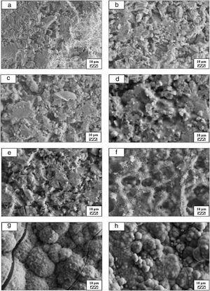 SEM micrographs of coarse wafer before (a) and after immersion in HBP for (b) 1 day; (c) 3 days; (d) 5 days; (e) 7 days; (f) 14 days; (g) 21 days and (h) 28 days (2500×).