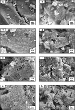 SEM micrographs of coarse wafer before (a) and after immersion in LRS for (b) 1 day; (c) 3 days; (d) 5 days; (e) 7 days; (f) 14 days; (g) 21 days and (h) 28 days (20,000×).