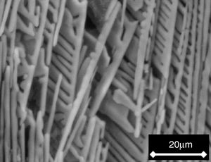 SEM micrograph of the fracture surface of a sample cooled at 0.5°C/h through the mushy zone, after soaking it in SBF for 7 days.