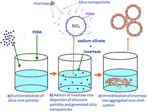 Preparation scheme of a mesoporous silica layer simultaneously with invertase immobilization.