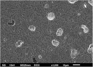 SEM micrograph of the P3 porcelain microstructure after sintering at 1410°C and the different phases identified.