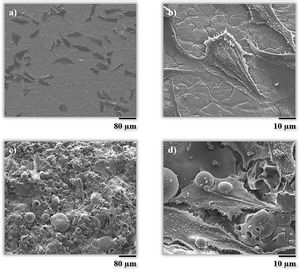 FEG-ESEM micrographs of MG-63cells on the tested surfaces (a) and (b) AISI type 304 stainless steel, (c) and (d) BGC25 coating after 1 day of cultivation.